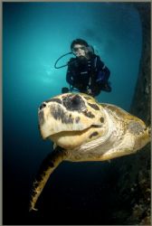 a VERY friendly turtle loves that dome port by Fiona Ayerst 